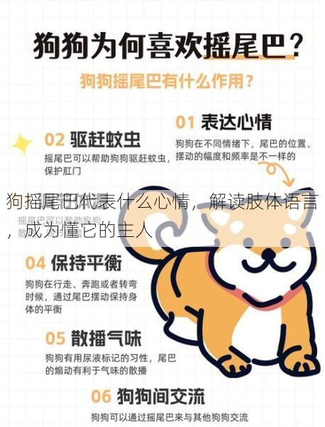 狗摇尾巴代表什么心情，解读肢体语言，成为懂它的主人