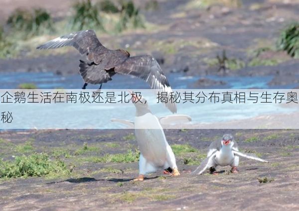企鹅生活在南极还是北极，揭秘其分布真相与生存奥秘